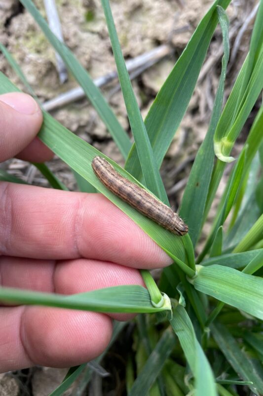 common armyworm