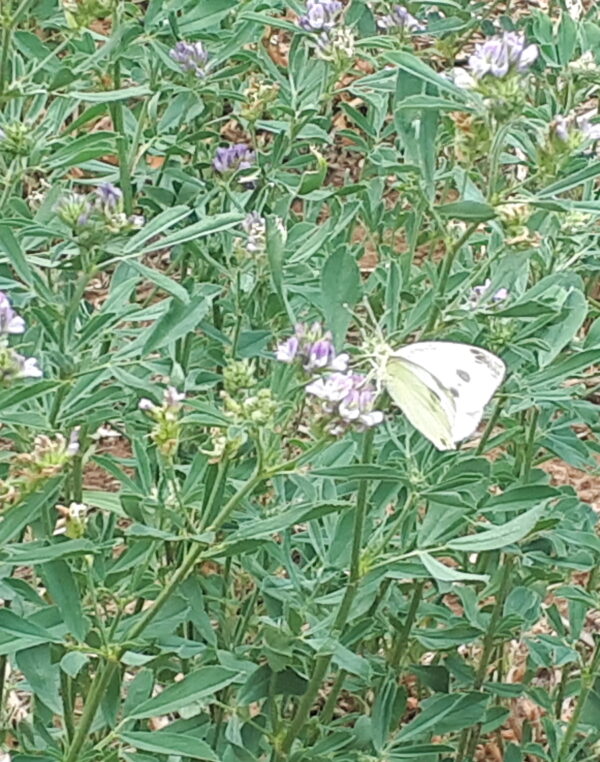 Cabbage white butterfly