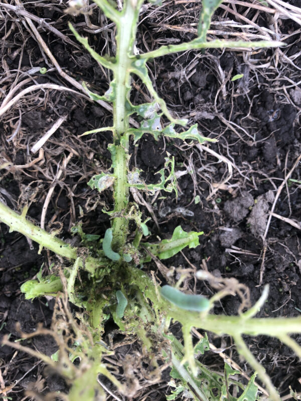 Cabbage white butterfly damage