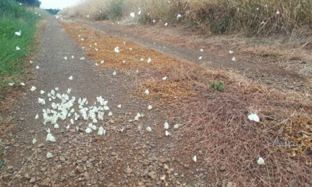 Cabbage white butterflies