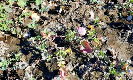TuYV affected crops