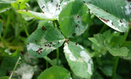 RLEM Damage